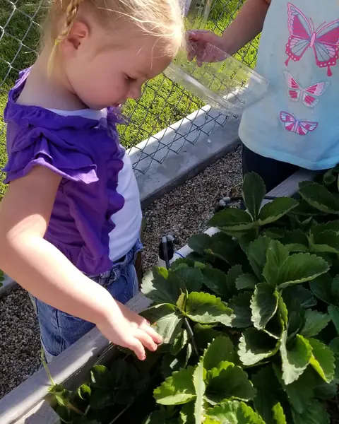 Two children picking leaves from a raised garden bed